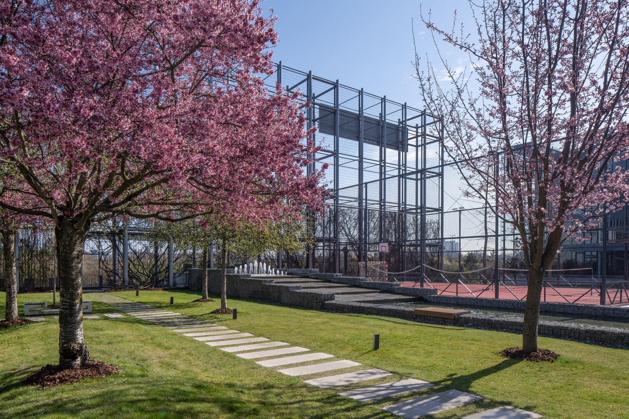 Cherry blossoms at The Park campus